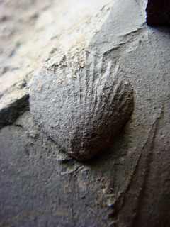 Jurassic Shell