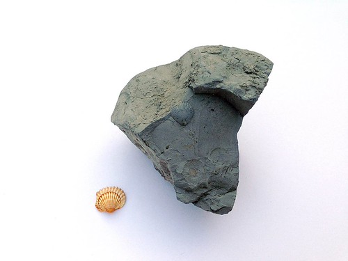 Goethean Observation of a Fosslised Shell