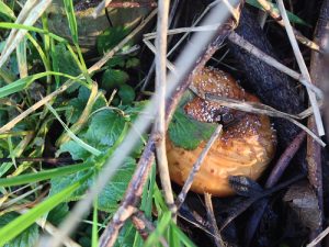 Goethean Observation: Compost Heap