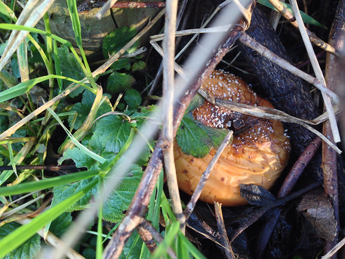 Goethean Observation: Compost Heap