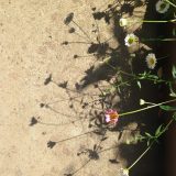 Pastoral Annotations