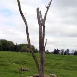 Lamenting Trees