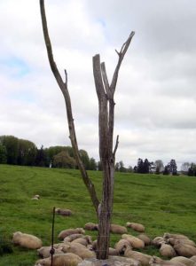 Lamenting Trees