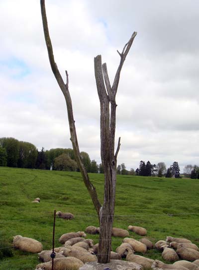 Lamenting Trees