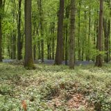 Silence in the Woods