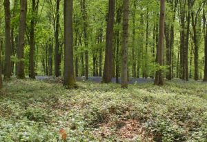 Silence in the Woods