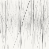 Observational Line Drawings