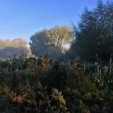 The Trees