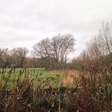 The Trees