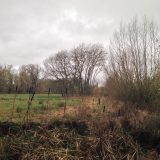 The Trees
