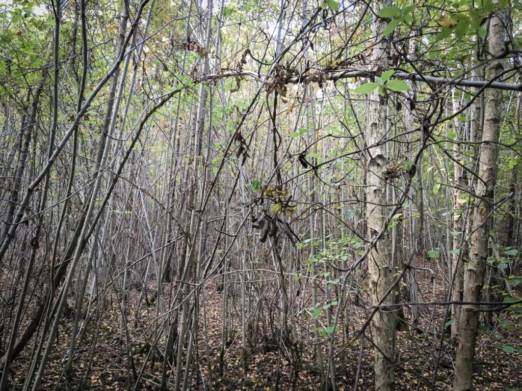 A Walk in Shotover Wood