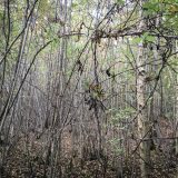 A Walk in Shotover Wood