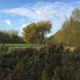 The Trees