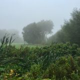 The Trees