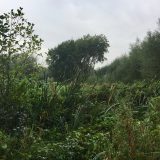 The Trees