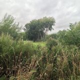 The Trees