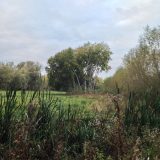 The Trees