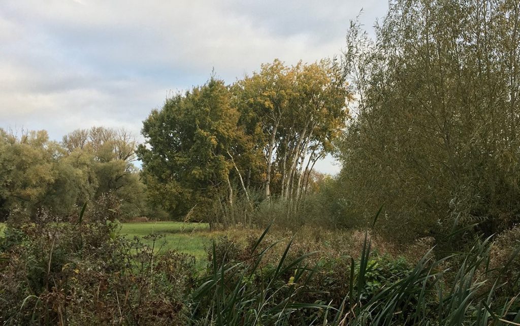 Trees and Other Projects