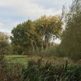 Trees and Other Projects