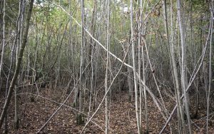 Trees Triptych