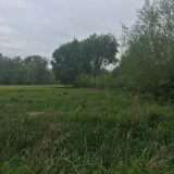 The Trees