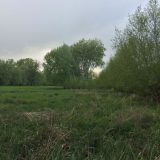 The Trees