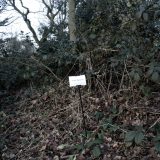 The Woods, Breathing