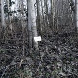 The Woods, Breathing