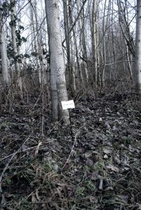 The Woods, Breathing (Slim White Birches)