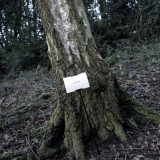 The Woods, Breathing