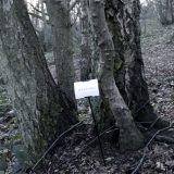 The Woods, Breathing