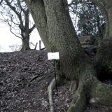 The Woods, Breathing