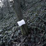 The Woods, Breathing