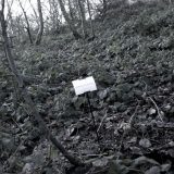 The Woods, Breathing