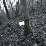 The Woods, Breathing