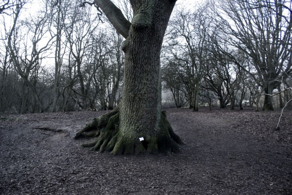 The Woods, Breathing