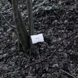 The Woods, Breathing