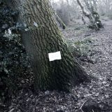 The Woods, Breathing