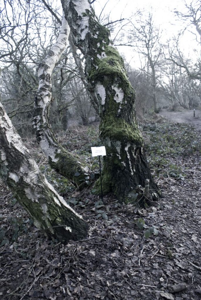 The Woods, Breathing