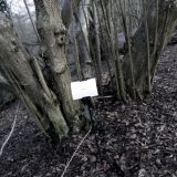 The Woods, Breathing