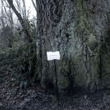 The Woods, Breathing