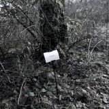The Woods, Breathing