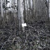 The Woods, Breathing