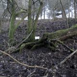 The Woods, Breathing