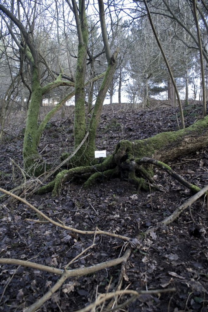 The Woods, Breathing