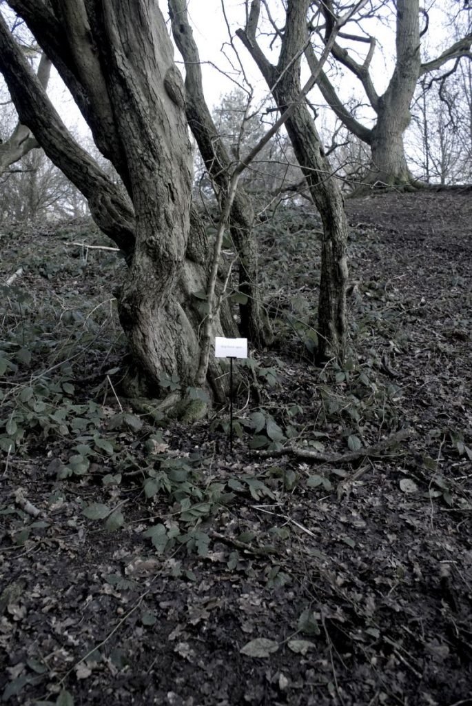 The Woods, Breathing