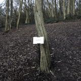 The Woods, Breathing