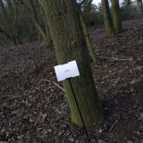 The Woods, Breathing