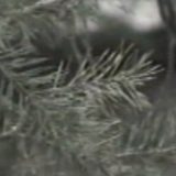 Snow (details)