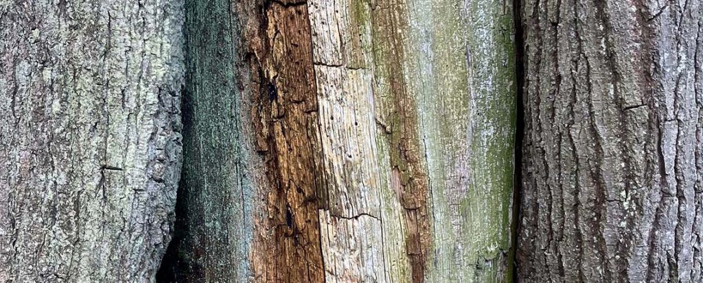 Walking Meditation 1